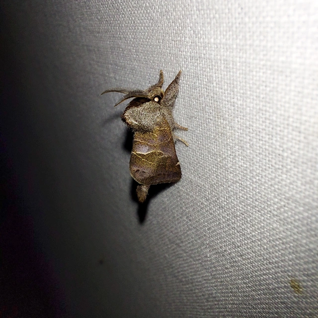 Clostera pigra - apró levélszövő