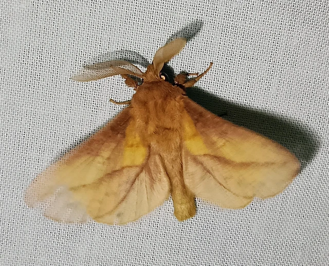 Euthrix potatoria - szomjas pohók