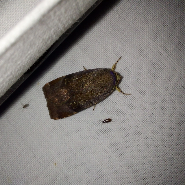 Noctua janthe/janthina