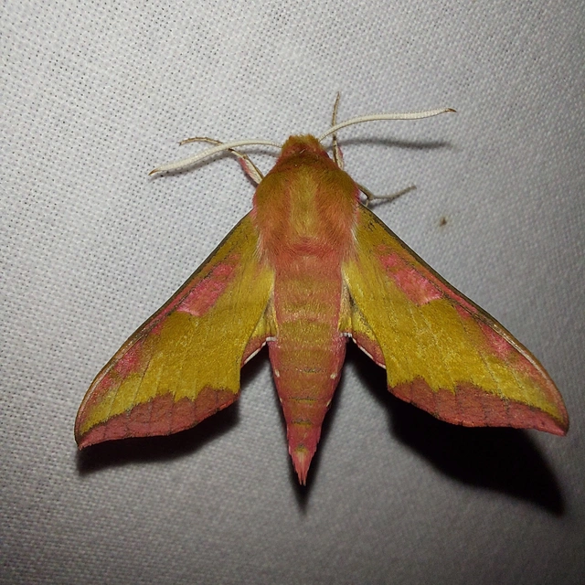 Deilephila porcellus - piros szender