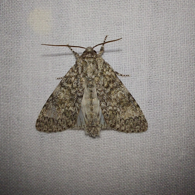 Acronicta megacephala - nagyfejű szigonyosbagoly