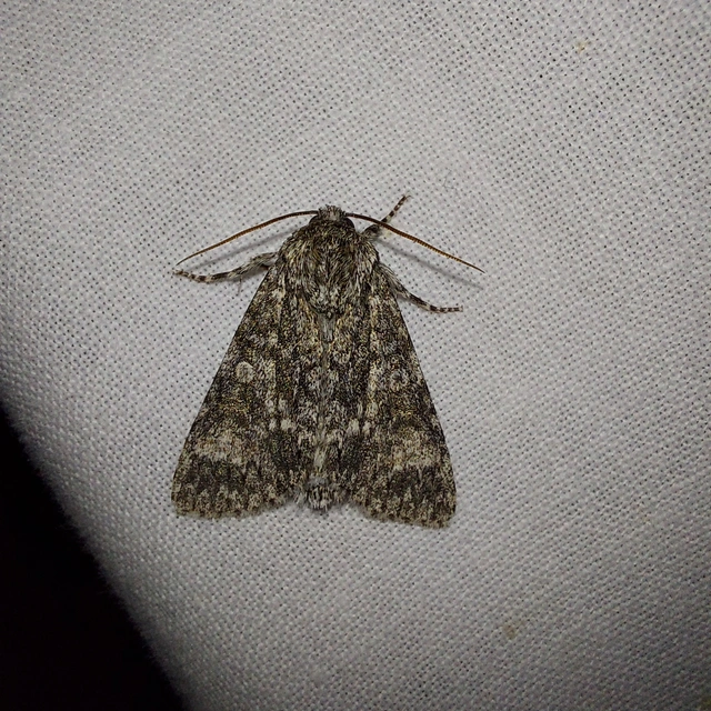 Acronicta megacephala - nagyfejű szigonyosbagoly