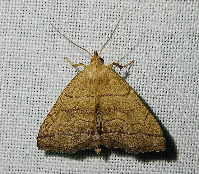 Herminia tarsicrinalis - szőröslábú karcsúbagoly