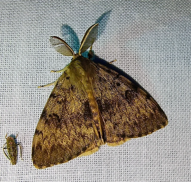 Lymantria dispar - gyapjaslepke