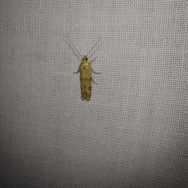 Homoeosoma sinuella - agyagsárga karcsúmoly