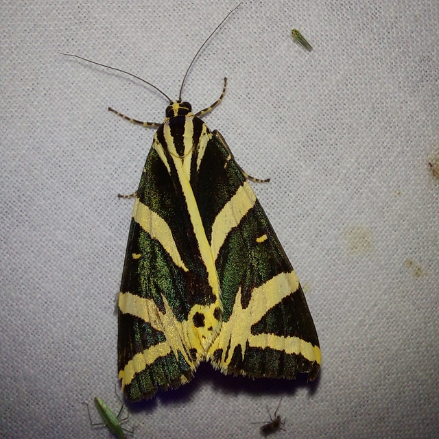 Euplagia quadripunctaria - csíkos medvelepke