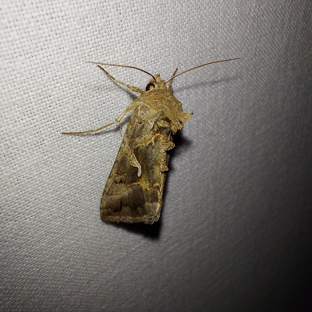 Autographa gamma - gammalepke
