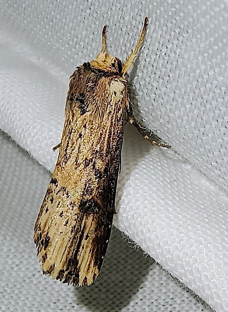 Axylia putris - vonalkás földibagoly