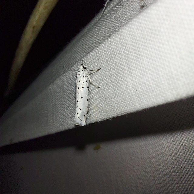 Yponomeuta cagnagella - pókhálós kecskerágómoly