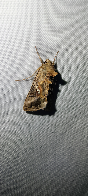 Autographa gamma - gammalepke