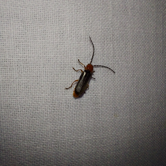 Crudosilis ruficollis - parti lágybogár