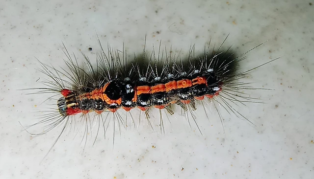 Sphrageidus similis - sárgafarú szövő