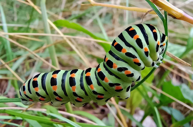 Papilio machaon - fecskefarkú lepke