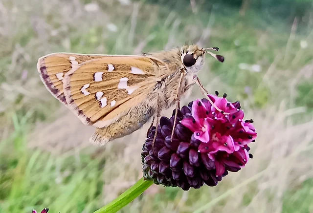 Hesperia comma - vesszős busalepke
