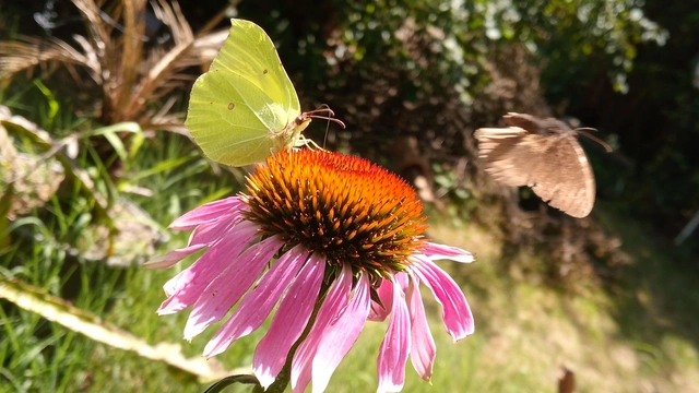 Gonepteryx rhamni - citromlepke