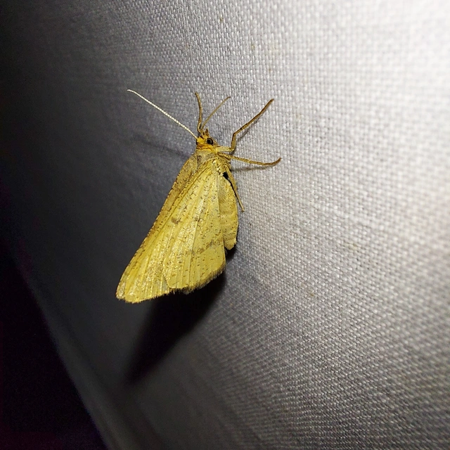 Tephrina arenacearia - lucerna-araszoló