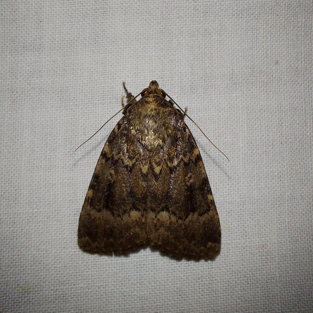 Amphipyra berbera/pyramidea
