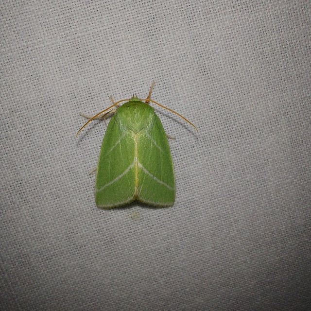 Pseudoips prasinana - bükkfa-zöldbagoly