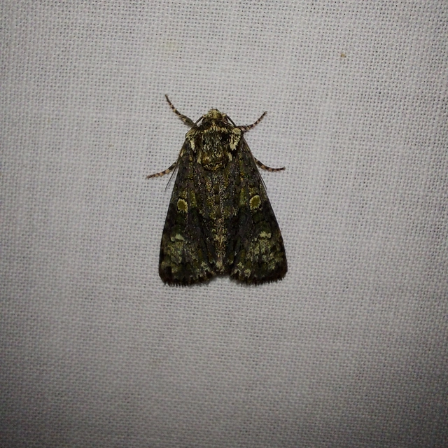 Craniophora ligustri - fagyalbagoly