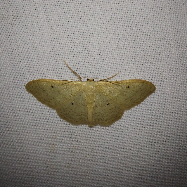 Idaea straminata - szalmasárga sávosaraszoló