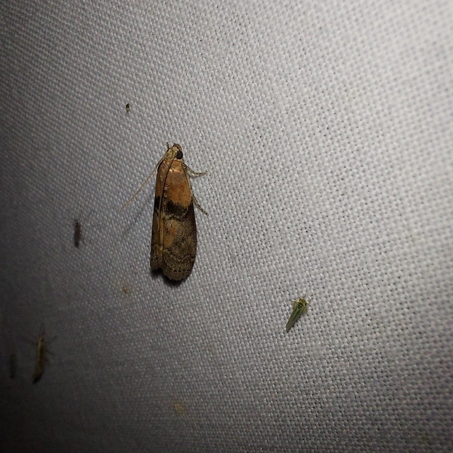 Sciota adelphella - pirosszárnytövű karcsúmoly