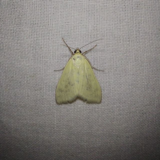 Sitochroa palealis - kénszárnyú dudvamoly
