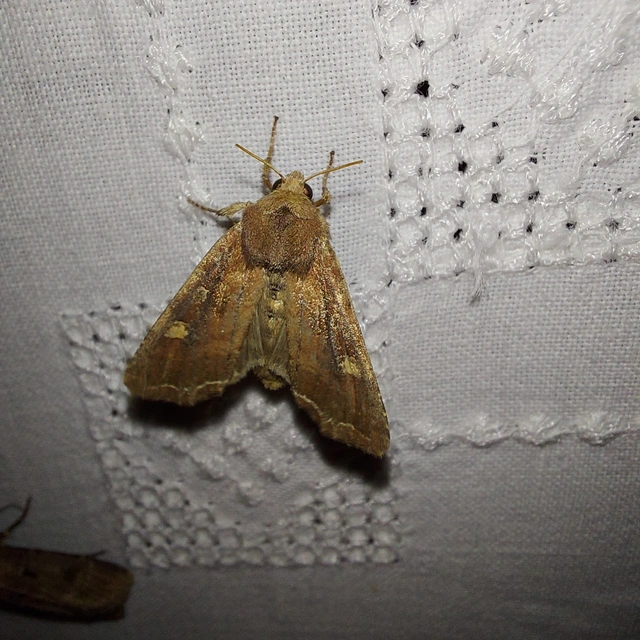 Lacanobia oleracea - saláta-kertibagoly Lacanobia oleracea - saláta-kertibagoly