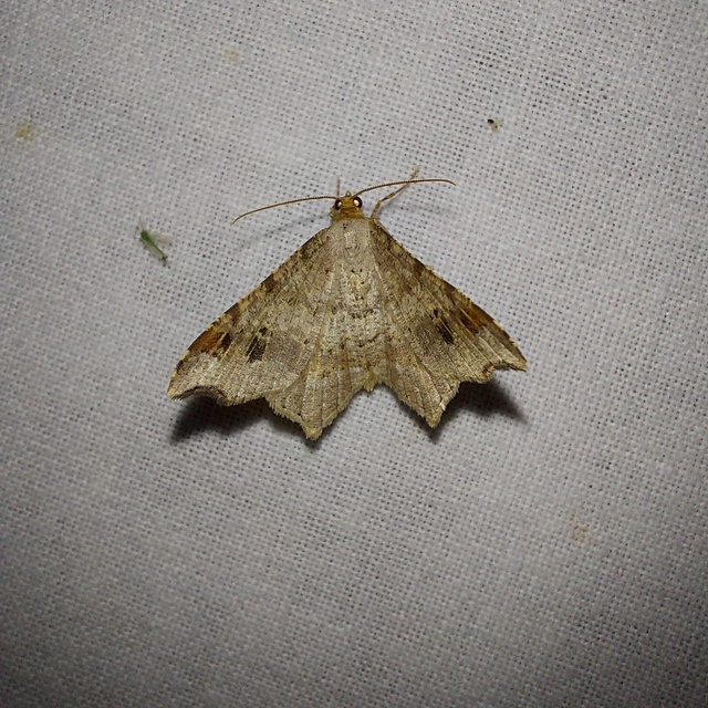 Macaria alternata - közönséges szürkearaszoló