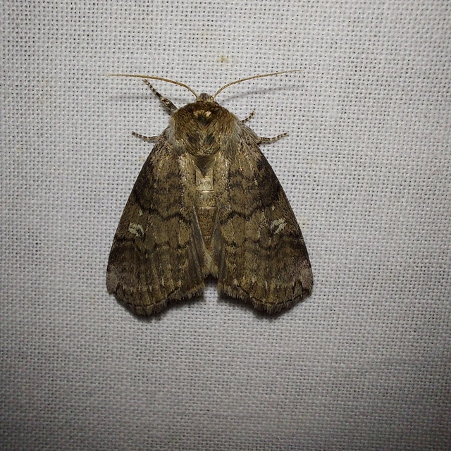 Tethea or - bélyeges pihésszövő