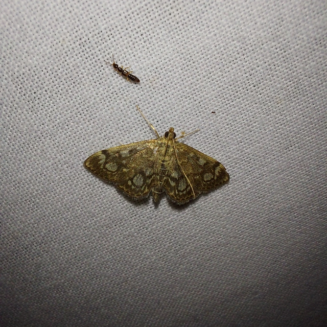 Anania coronata - koronás dudvamoly