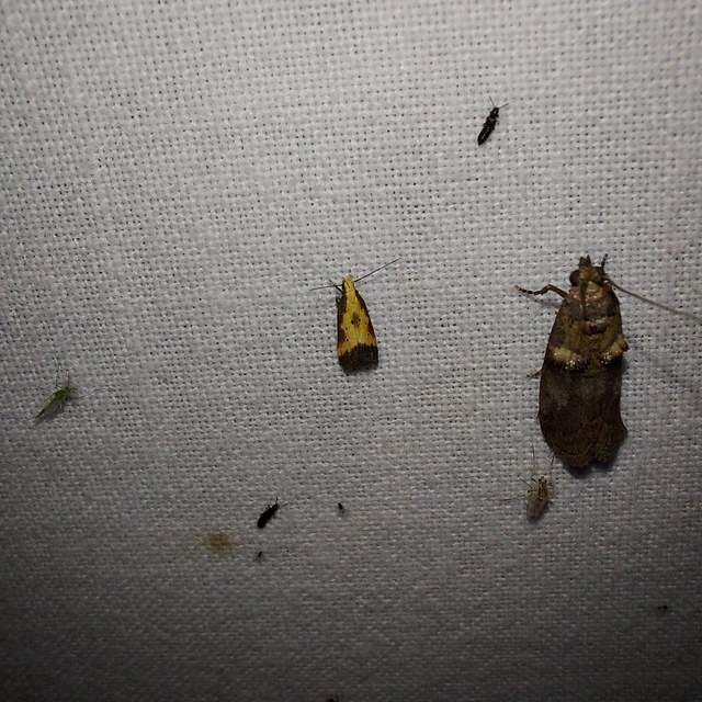 Brachmia dimidiella - citromkocsord-lápimoly