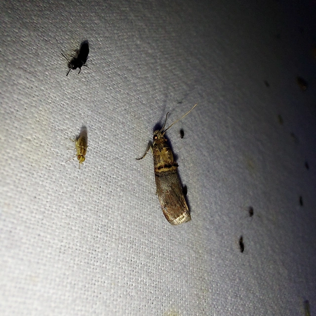 Trachonitis cristella - bokorrágó karcsúmoly