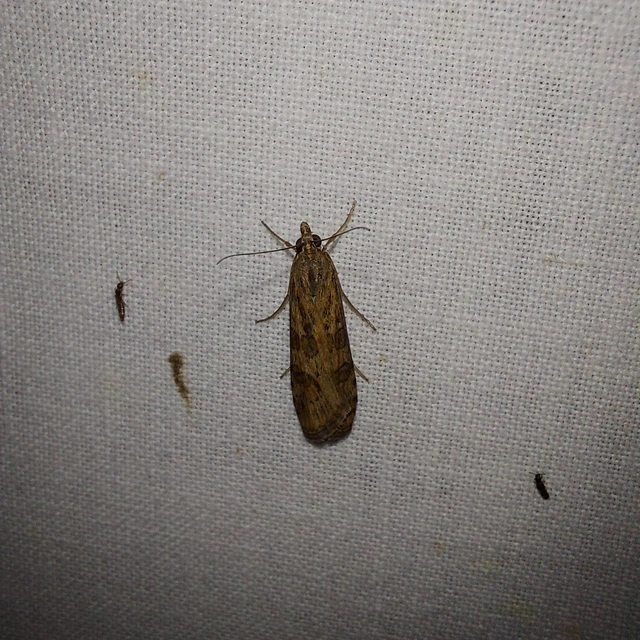 Nomophila noctuella - közönséges vándormoly