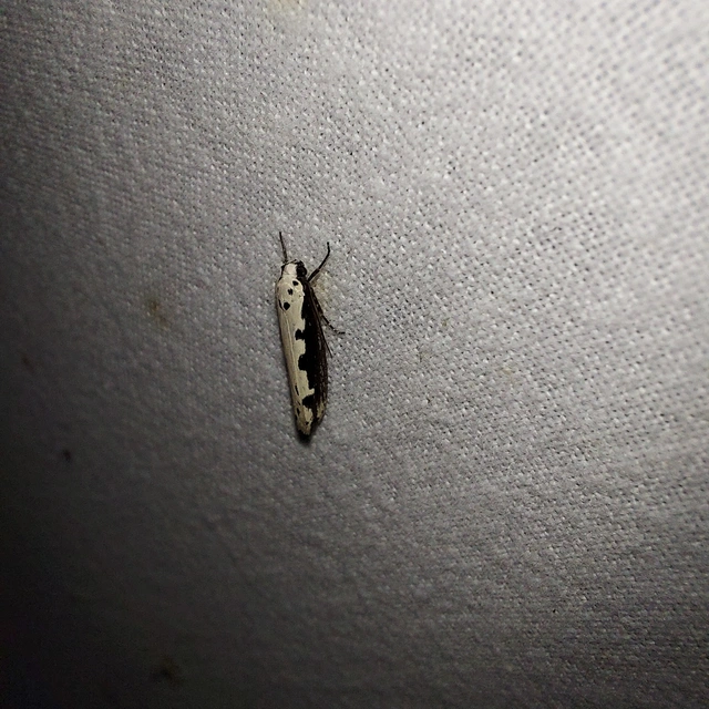 Ethmia bipunctella - kétpettyes feketemoly