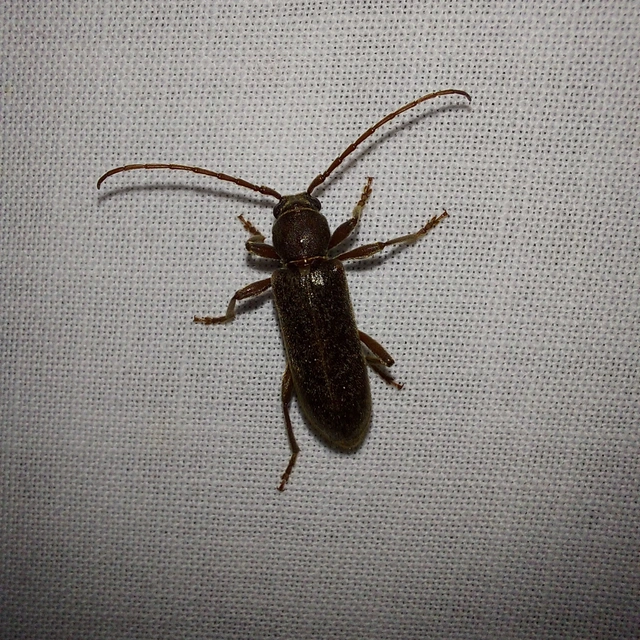 Trichoferus campestris - szállóvendég éjicincér