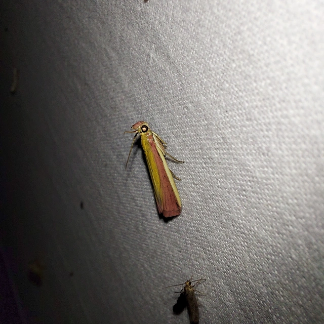 Oncocera semirubella - lucernamoly