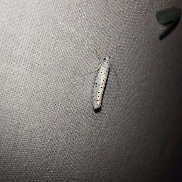 Yponomeuta evonymella - pókhálós májusfamoly
