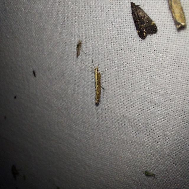 Plutella xylostella - káposztamoly