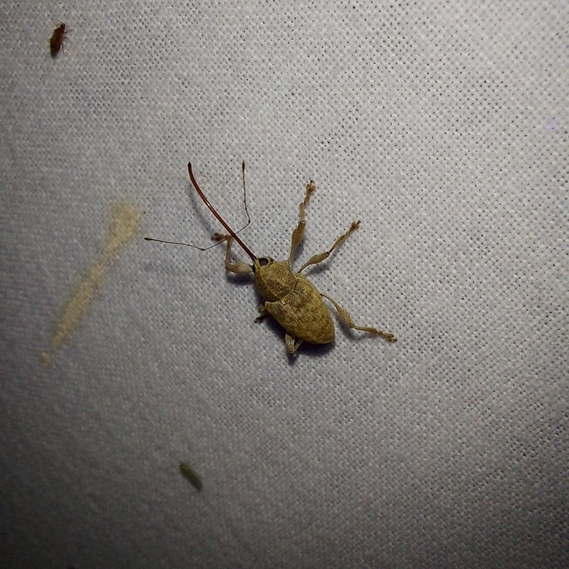 Curculio elephas - gesztenyezsuzsóka