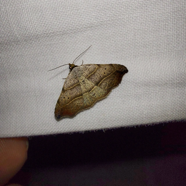 Laspeyria flexula - zuzmóbagoly