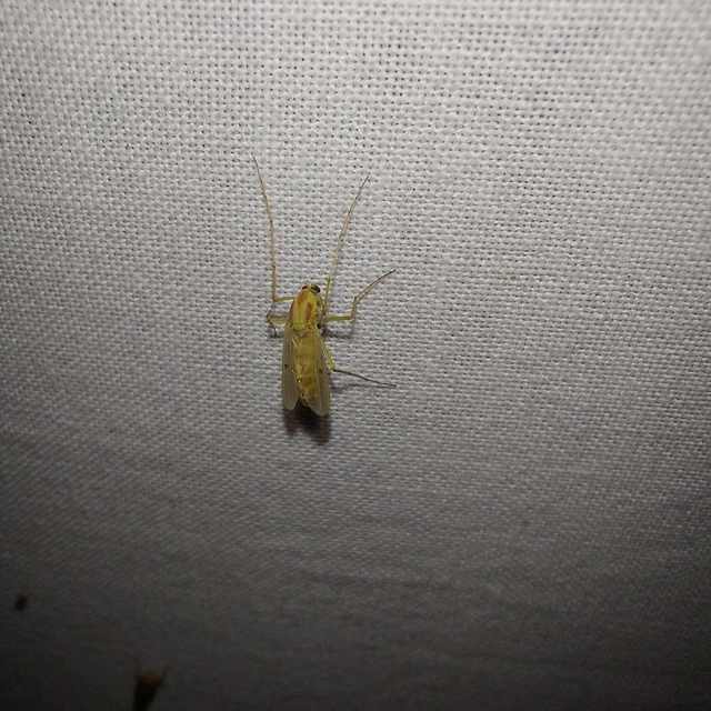Chironomidae - árvaszúnyogok