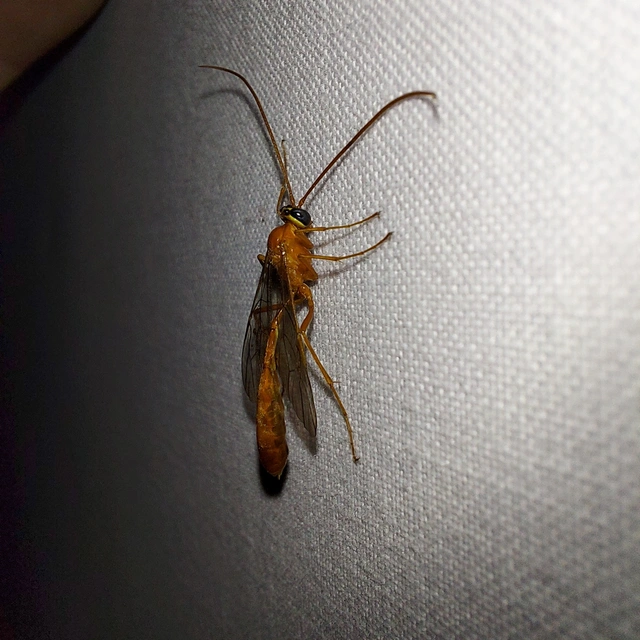 Ichneumonidae - valódi fürkészdarazsak