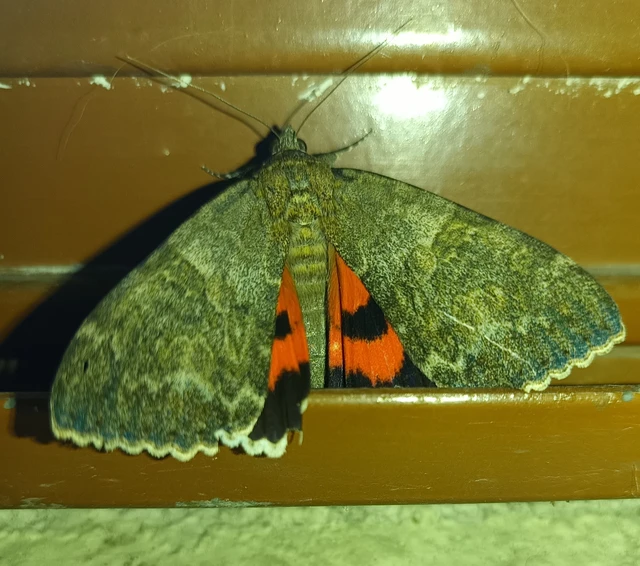 Catocala nupta - piros övesbagoly