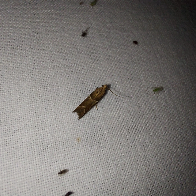 Nyctegretis lineana - agátszínű karcsúmoly
