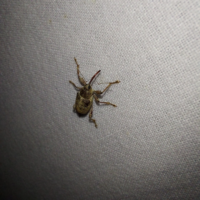Curculio elephas - gesztenyezsuzsóka
