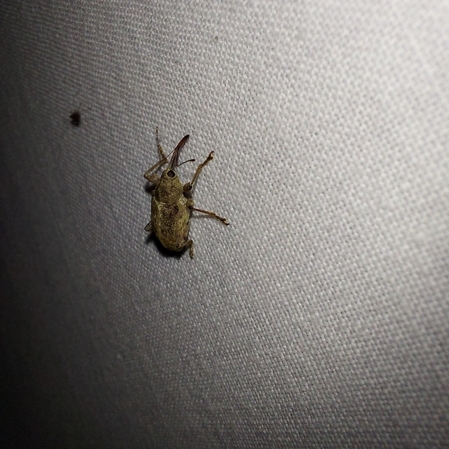 Curculio elephas - gesztenyezsuzsóka