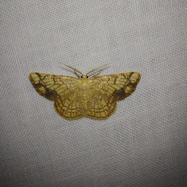 Stegania dilectaria - fehérnyár-araszoló