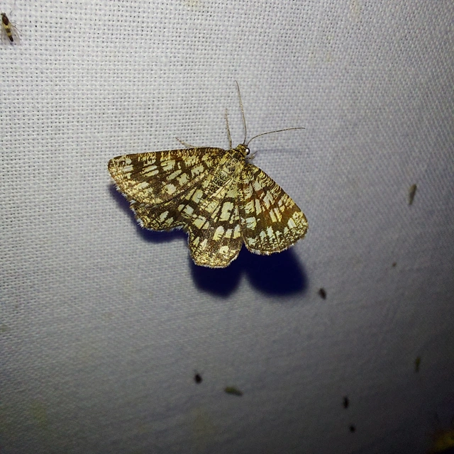Chiasmia clathrata - rácsos rétiaraszoló