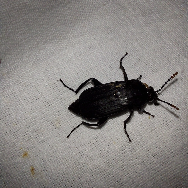 Necrodes littoralis - nagy dögbogár