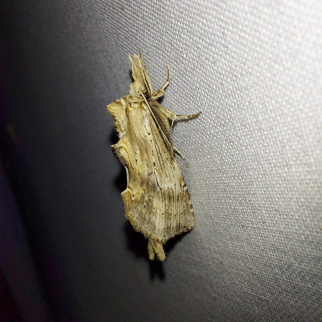 Pterostoma palpina - csőrös púposszövő